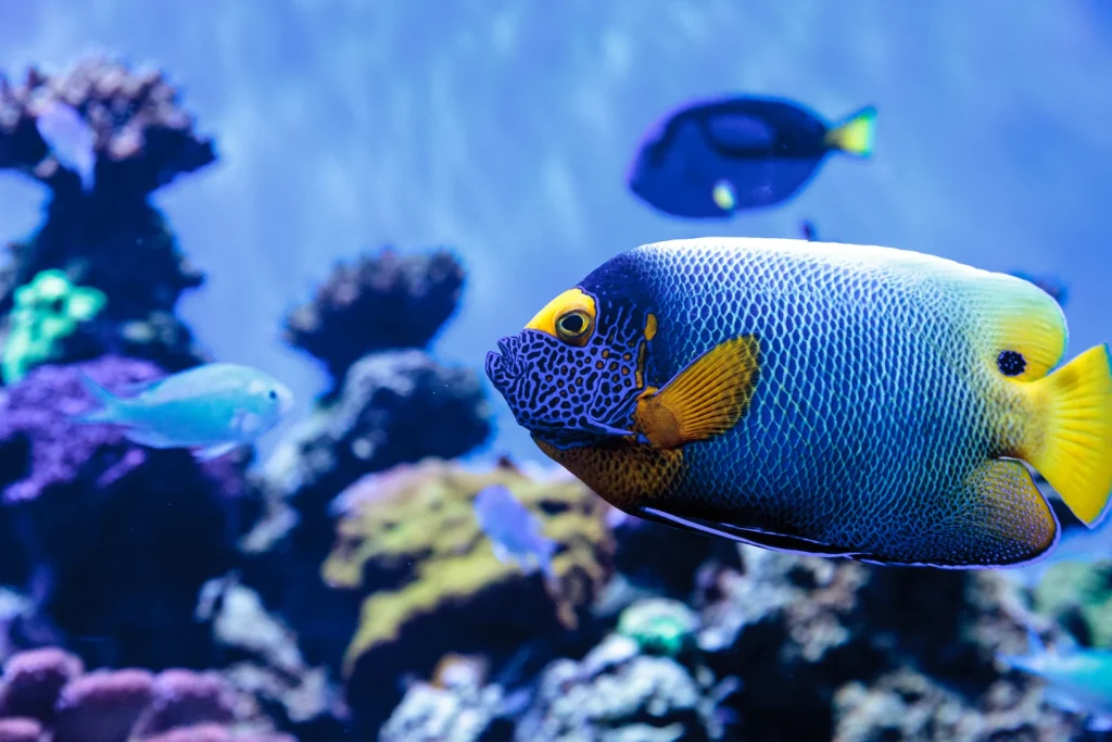 exoticlifepet acquario